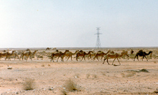Kamele-D.jpg